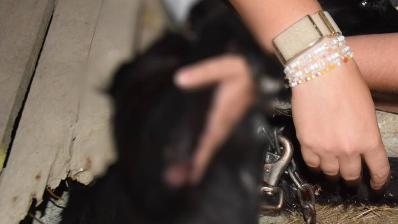 Woman detained after dog dragged behind car in southern Poland
